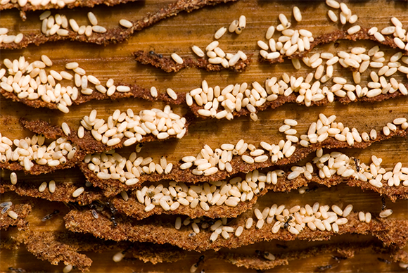 נמלים מפנות ביצים בעקבות איום | צילום: Shutterstock, Dariusz Majgier