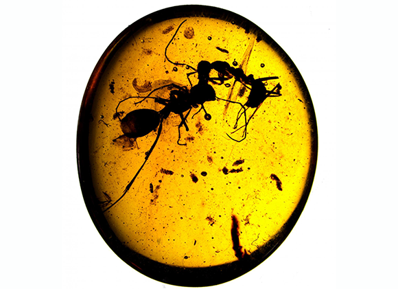 הענבר עם הנמלים, ממינים שונים | © AMNH/D. Grimaldi and P. Barden