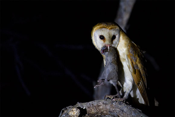 תנשמת לבנה עם חולדה | צילום: הדס מוטרו