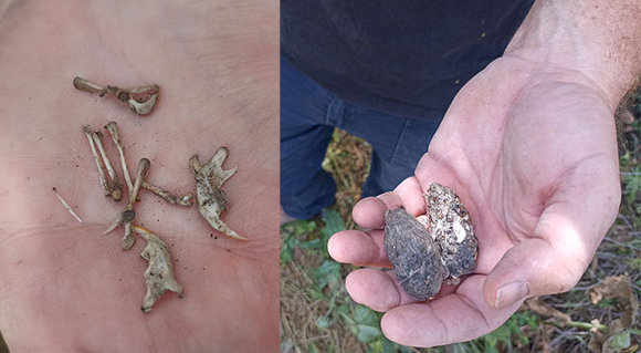 משמאל: עצמות הנברנים שהוא שלף מאחת מהן. בתחתית התמונה ובצד ימין: עצמות הלסת | צילומים: איתי נבו