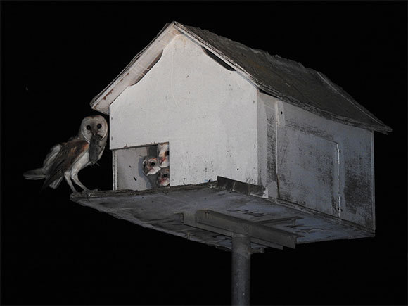 תנשמת מביאה נברן לגוזלים שמחכים בתיבת הקינון | צילום: יואב מוטרו