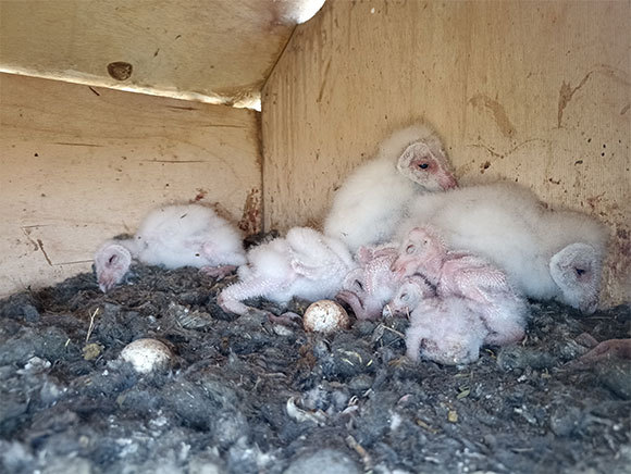 גוזלי תנשמת וביצים בתיבת קינון בשדות קיבוץ נען | צילום: איתי נבו