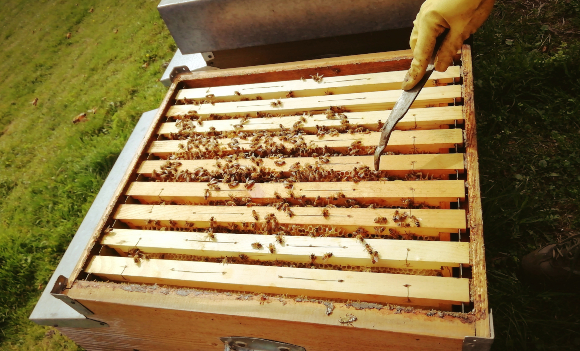 כוורת של דבורת הדבש האיטלקית | צילום: Sara Mountain, Shutterstock