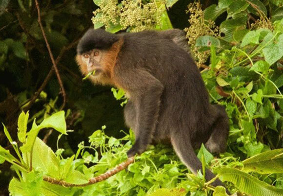 בני כלאיים של בעלי חיים ששייכים לא רק למינים שונים אלא לסוג נפרד לגמרי, נדירים מאוד בטבע. | צילום: International Journal of Primatology