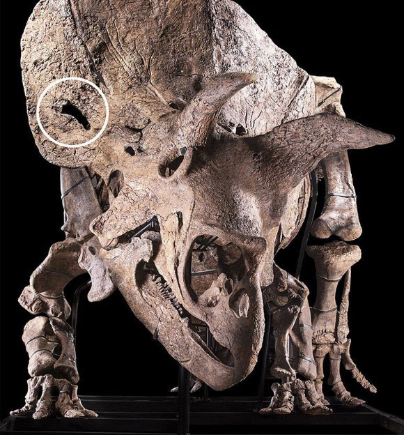 בבדיקה מיקרוסקופית התגלו אזורי התחדשות עצם המעידים על תהליך החלמה. | צילום: Scientific Reports