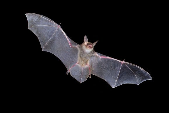 העטלפים לומדים את הקולות בדומה לציפורי שיר, והם אפילו מסוגלים לשיר. | צילום: Agami Photo Agency, Shutterstock