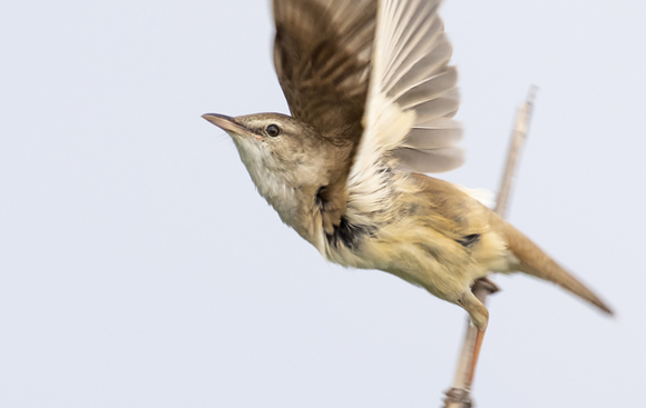 קנית אירופית | צילום: niclasahlberg.se, Lund University