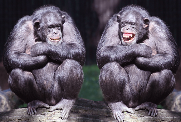 שמעת שאנו דומים גם לבני אדם וגם לחולדות? זה קורע! שימפנזים צוחקים | צילום אילוסטרציה: Shutterstock