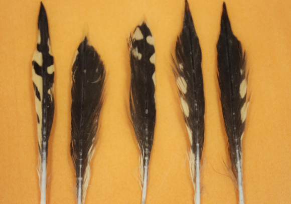 נוצות שנמצאו בקיבות כרישים | מתוך המאמר Drymon et al.