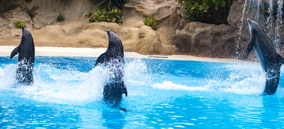 טריק שדולפינים מאולפים מבצעים בהופעות, אבל לא התנהגות שיש לה ערך בטבע. הליכה על הזנב | צילום: Miklos Lissa, Shutterstock
