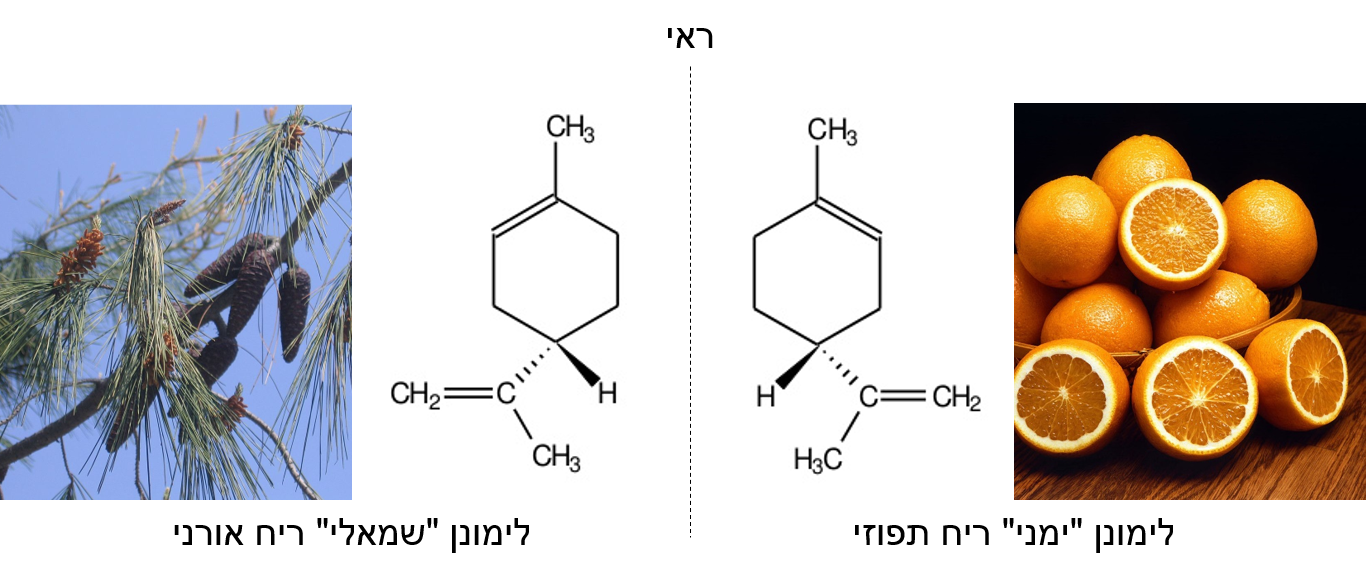 מבנה מולקולת לימונן ימני ושמאלי לצד תמונות תפוז ואורן | תמונות מויקיפדיה