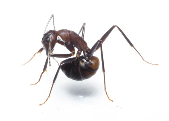 נמלת קמפונית בולעת חומצה מקצה הבטן שלה | צילום: Simon Tragust, אוניברסיטת מרטין לותר, האלה ויטנברג