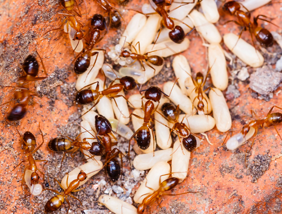 נמלים מטפלות בביצים וברימות | Shutterstock