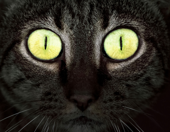 מחזירים אור בלילה בזכות שכבה מיוחדת המאפשרת לנצל כל פוטון באור חלש. עיני חתול | צילום: Shutterstock