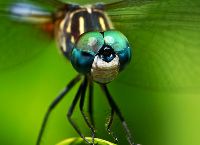 כל עין מורכבת מ-30 אלף עיניות, מבנה המאפשרראייה בכל הכיוונים. עיני שפירית | צילום: Shutterstock