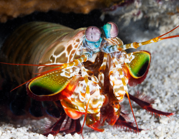 למרות מגוון המדוכים, ראיית הצבעים של חסילון המנטיס היא בין הגרועות בעולם החי | צילום: Science Photo Library