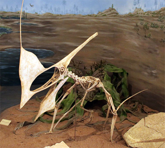 שלד משוחזר של טופנדקטילוס אימפרטור | מקור: Edwardliu2013, Wikimedia Commons (CC BY-SA)