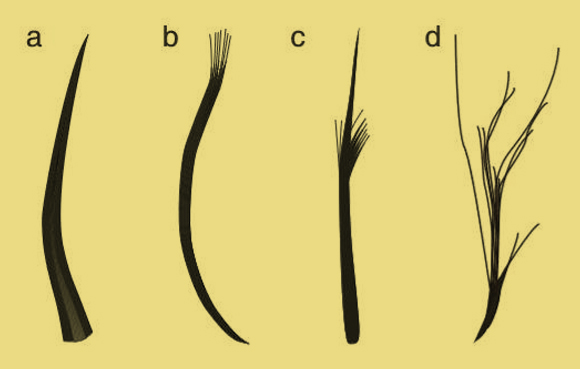 שלושה סוגים של סיבים מסתעפים. האם אלה אכן נוצות קדמוניות? | מקור: Zixiao Yang, UNIVERSITY OF BRISTOL 