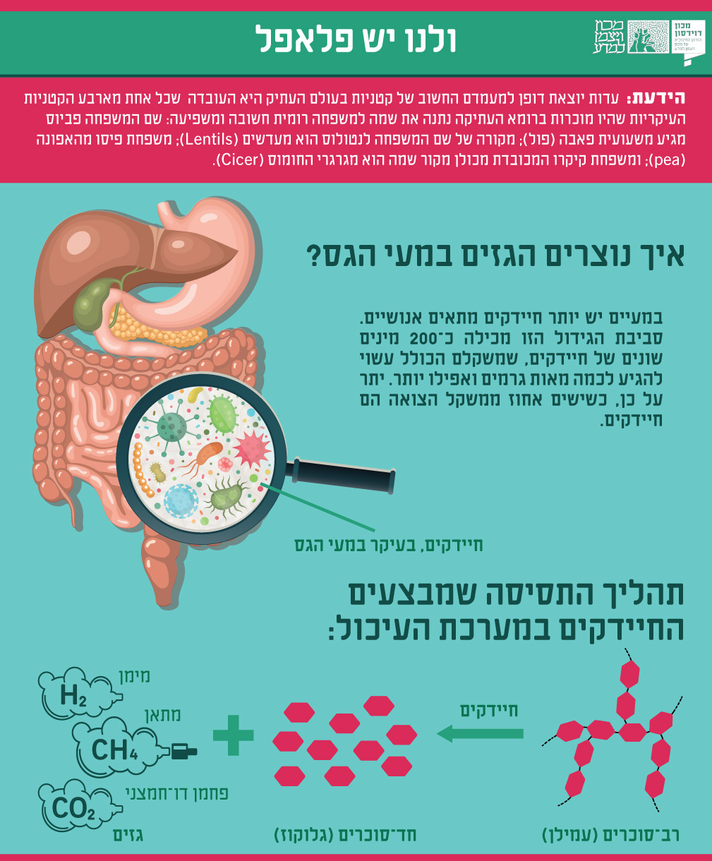 **אינפוגרפיקה** מדעי הפלאפל | אינפוגרפיקה: ד"ר דפנה מנדלר ומריה גורוחובסקי, מכון דוידסון לחינוך מדעי