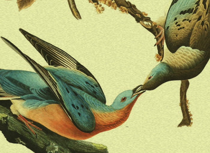 משלושה מיליארד פרטים לאפס תוך מאה שנה. היונה הנודדת | ציור ג'ון אודבורן, מתוך http://www.audubon.org