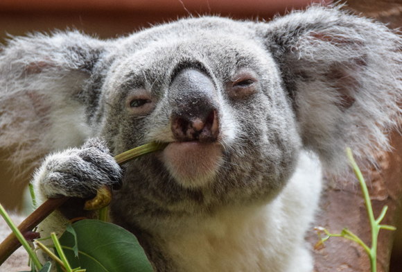 קואלה בזמן אכילה | צילום: Shutterstock