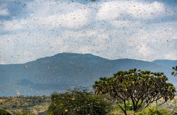 נחילים של ארבה המדבר באזור סמבורו בקניה | צילום: Shutterstock