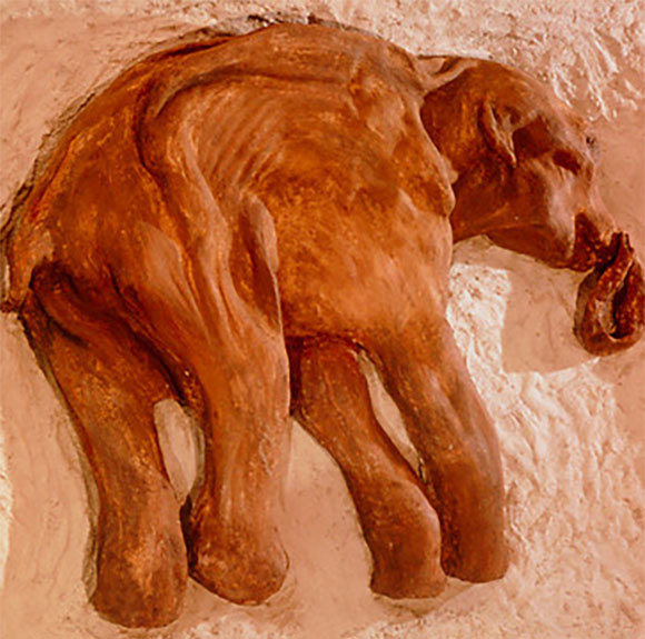 גור ממותה צמרית שנמצא בסיביר, חי לפני כ-39 אלף שנים | מקור: Philippe Plailly, Science Photo Library