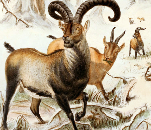 יעל הפירנאים | Richard Lydekker, Wikipedia