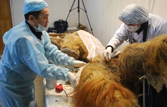 נתיחה של ממותה שהוצאה מהקרח | Science Photo Library