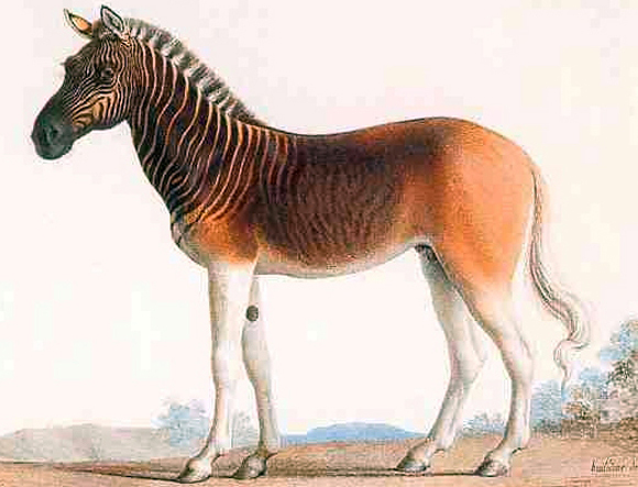 איור של קוואגה | Nicolas Marechal, Wikipedia