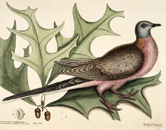 איור של יונה נודדת | Mark Catesby, George Edwards - Wikipedia