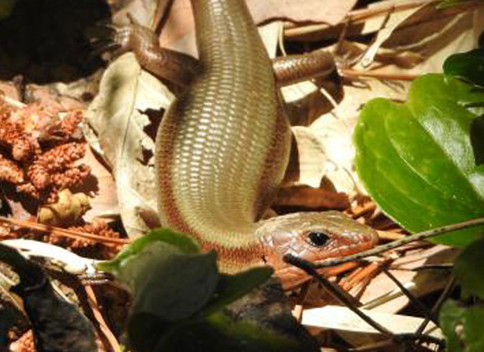 חומט חמשת הפסים של אוקדה | צילום: Masami Hasegawa