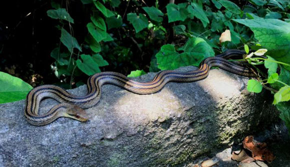 נחש Elaphe quadrivirgata הטורף העיקרי של הלטאות| צילום: Félix Landry Yuan, Hong Kong Universityהחום עולה