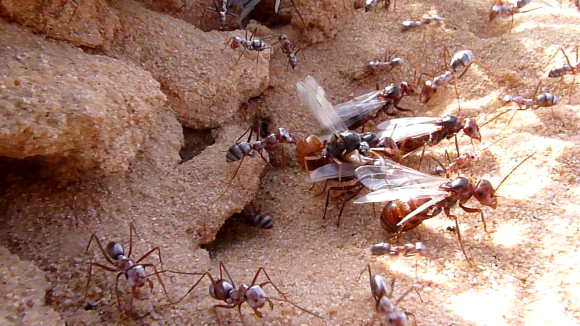 למלכות עם הכנפיים יש חזה גדול יותר, אך שרירי רגליים חלשים. מלכות ופועלות מהמין Cataglyphis bombycina ששימש במחקר | צילום: Philip Hönle