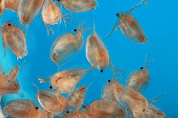 הדפנייה (Daphnia magna), סרטן מים זעיר, חיה בבריכות מים מתוקים ואינה פוגעת בגידולים חקלאיים | TED KINSMAN, Science Photo Library