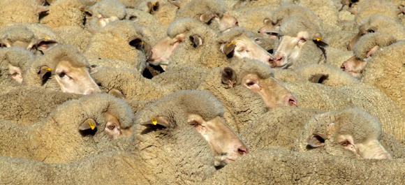 כבשים מגזע מרינו | צילום: Shutterstock