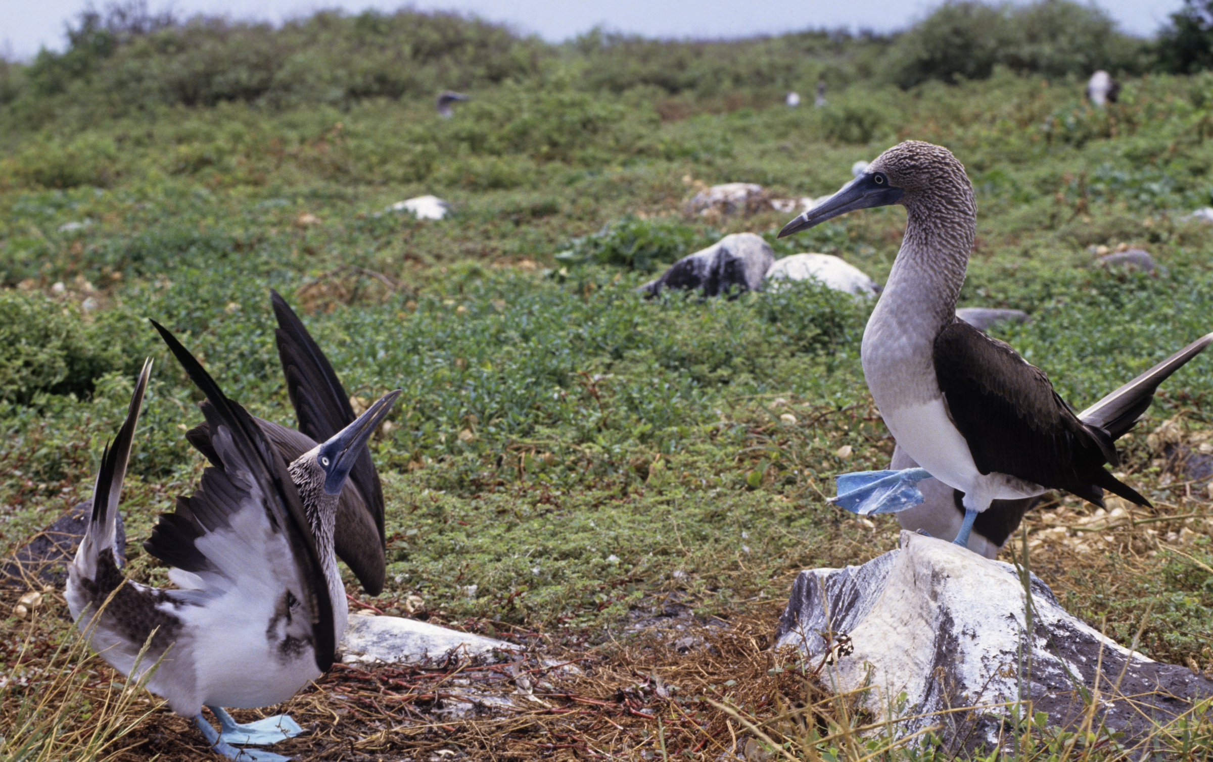 ישחקו הנערים לפנינו. זכר של סולה כחולת רגל מבצע את מחול החיזור לעיני הנקבה | צילום: Science Photo Library