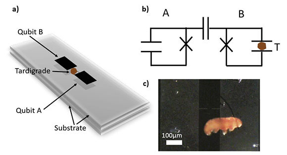 איור מהמאמר המראה את המעגלים השזורים, אחד מהם עם דובון המים | מתוך המאמר Lee et al