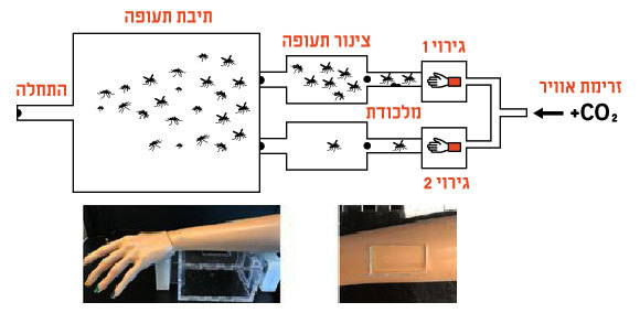 תרשים מד הריח ותמונות של זרועות הבובה עם גרב הניילון | תרגום האיור מתוך מאמר המחקר