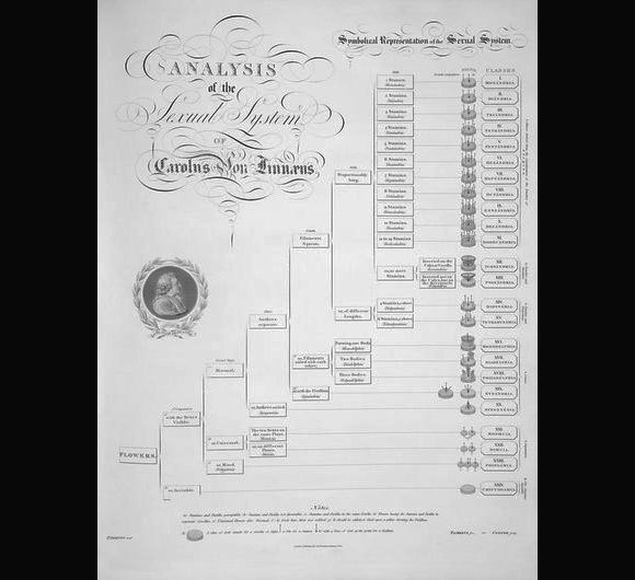 דיאגרמת מיון צמחים על פי לינאוס, שכתב הבוטניסט רוברט ג'ון ת'ורנטון | Humanities And Social Sciences Library, New York Public Library, Science Photo Library