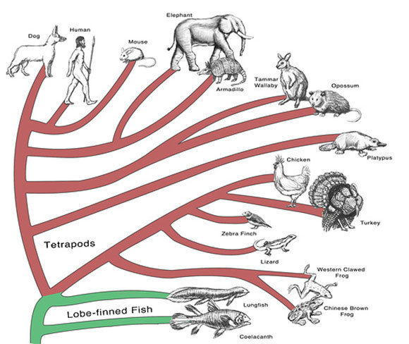 עץ אבולוציוני, או פילוגנטי, של בעלי החוליות | Spencer Sutton, Science Photo Library