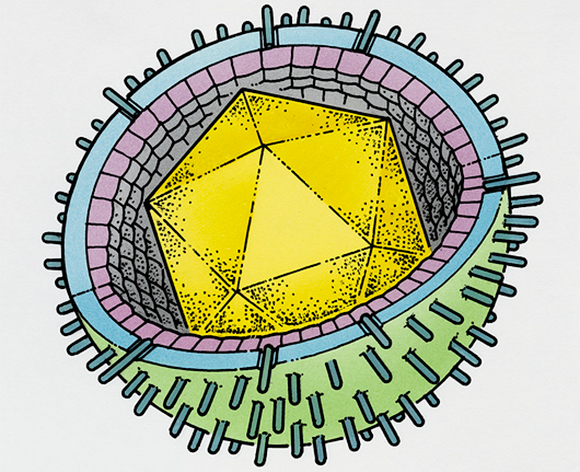 נגיף אפשטיין-בר | איור: DK IMAGES / SCIENCE PHOTO LIBRARY