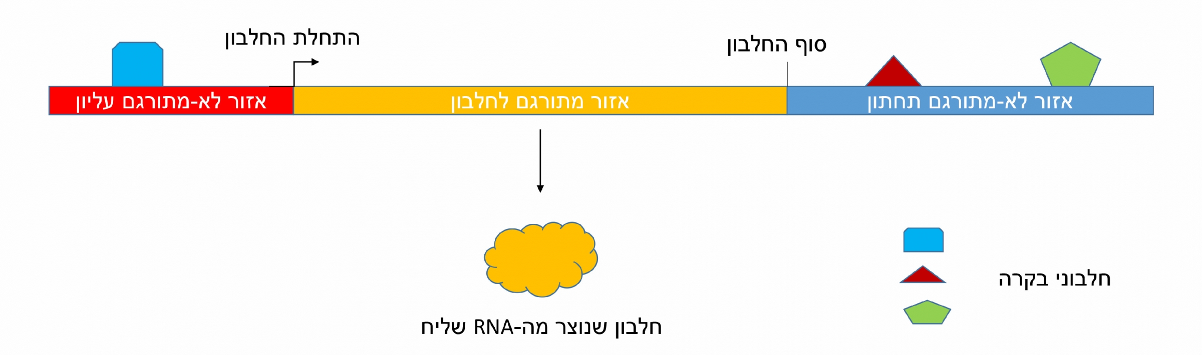 מתמקדים באזורי הבקרה של הגֵן, לא בחלק האחראי על מבנה החלבון. תרשים סכמטי של הגן עם אזורי הבקרה | איור: