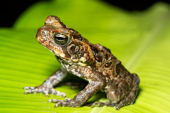 קרפדת הקנים | Louise Murray, Science Photo Library