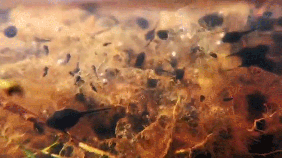 ראשנים של קרפדת הקנים | צילום: Jayna L. DeVore