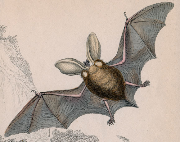 עטלף אוזנן | איור: Science Photo Library