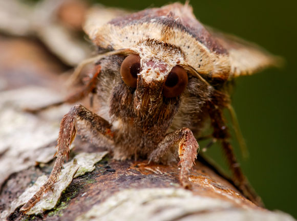 עש אגרוטיס כתום | צילום: Science Photo Library