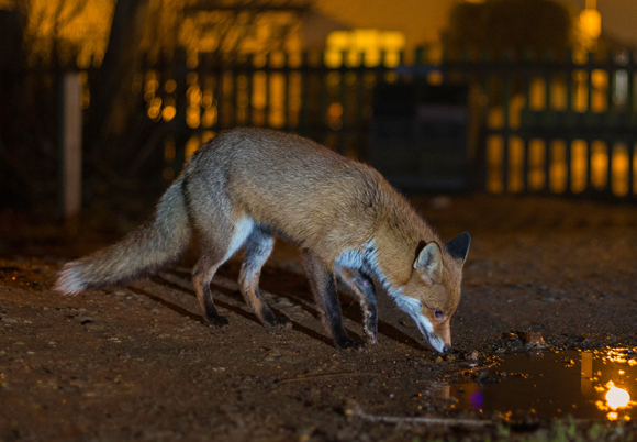 שועל בלילה באזור מיושב | צילום: Jamie Hall