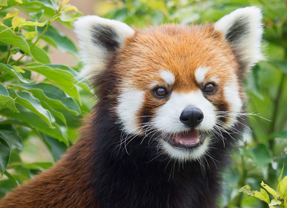 פיתחו בנפרד מנגנונים דומים לפנדה הענקית, למרות שהתפצלו לפני 40 מיליון שנה. פנדה אדומה | צילום: Shutterstock