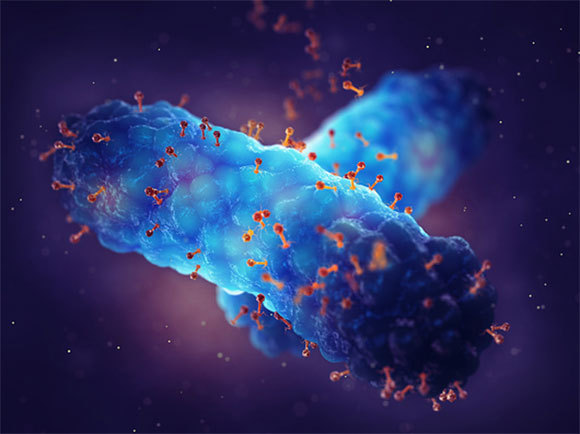 איור של בקטריופאג'ים תוקפים חיידק | מקור: Nobeastsofierce / Science Photo Library